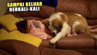 Bokep Ngewe Sama Hewan gabung komunitas obrolan online stabil yakin bisa unlock setelah itu copot pemasangan syok film favorit tayang untuk mobil Anda image 2